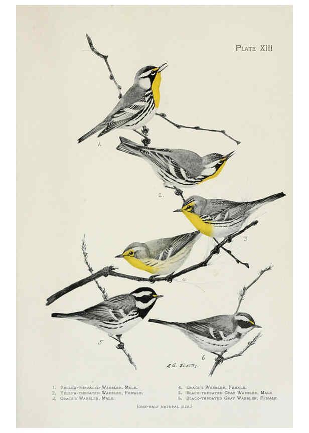 Reproducción/Reproduction 6308739441: The warblers of North America New York,D. Appleton & Company,1907