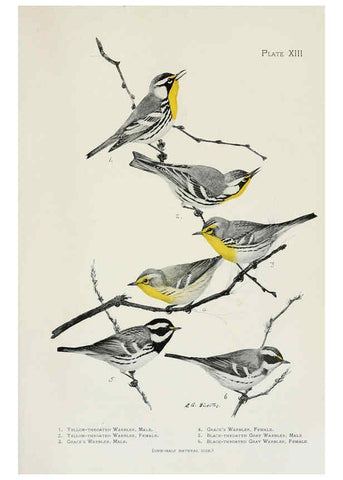 Reproducción/Reproduction 6308739441: The warblers of North America New York,D. Appleton & Company,1907