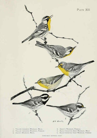 Reproducción/Reproduction 6308739441: The warblers of North America New York,D. Appleton & Company,1907