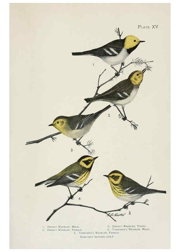 Reproducción/Reproduction 6308739865: The warblers of North America New York,D. Appleton & Company,1907