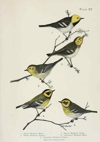 Reproducción/Reproduction 6308739865: The warblers of North America New York,D. Appleton & Company,1907