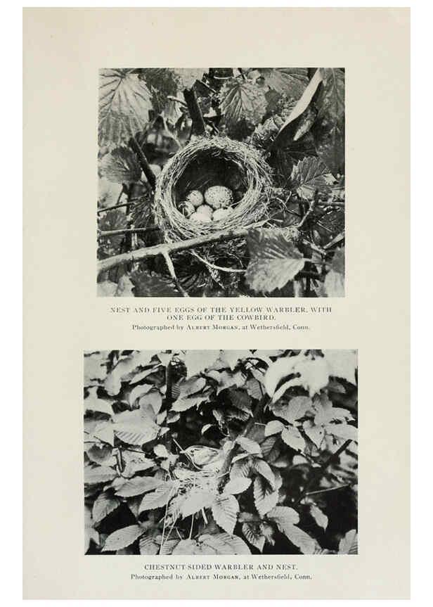 Reproducción/Reproduction 6308740251: The warblers of North America New York,D. Appleton & Company,1907
