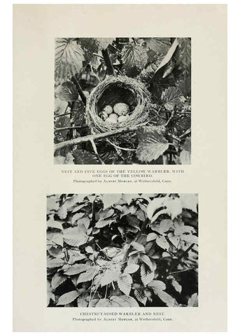 Reproducción/Reproduction 6308740251: The warblers of North America New York,D. Appleton & Company,1907