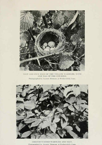 Reproducción/Reproduction 6308740251: The warblers of North America New York,D. Appleton & Company,1907