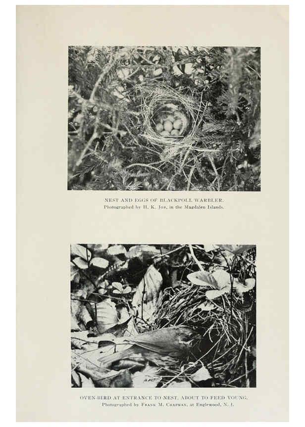 Reproducción/Reproduction 6309260360: The warblers of North America New York,D. Appleton & Company,1907