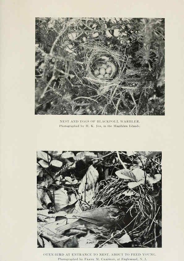 Reproducción/Reproduction 6309260360: The warblers of North America New York,D. Appleton & Company,1907