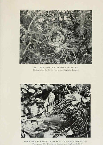 Reproducción/Reproduction 6309260360: The warblers of North America New York,D. Appleton & Company,1907
