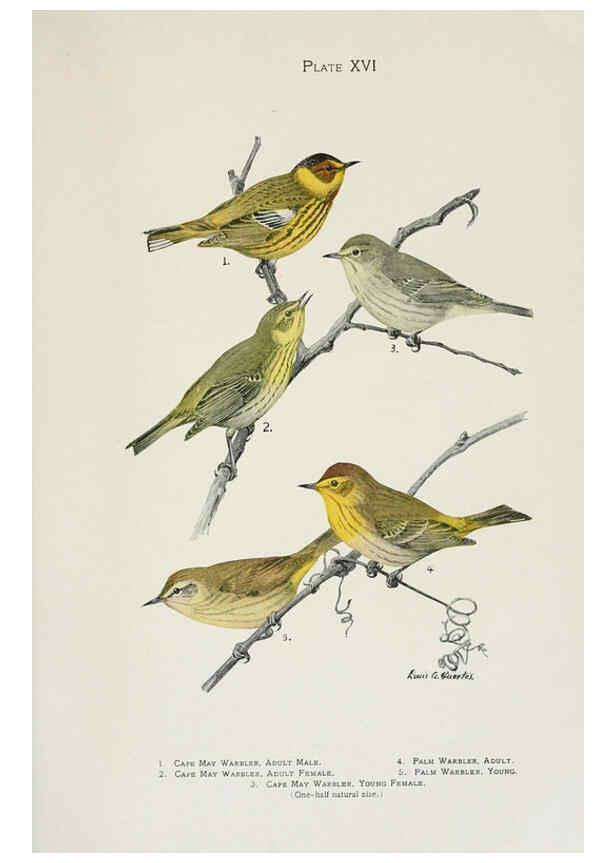 Reproducción/Reproduction 6309260554: The warblers of North America New York,D. Appleton & Company,1907