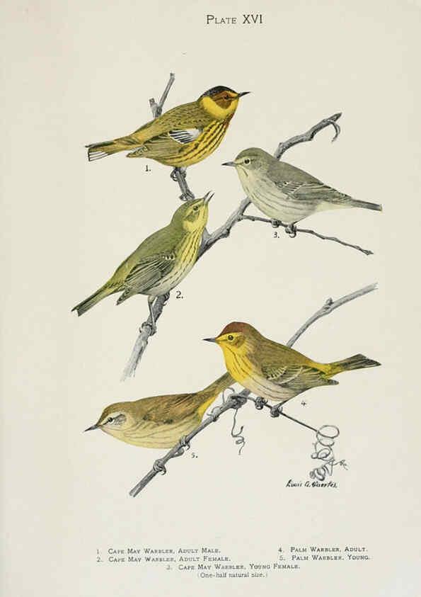 Reproducción/Reproduction 6309260554: The warblers of North America New York,D. Appleton & Company,1907