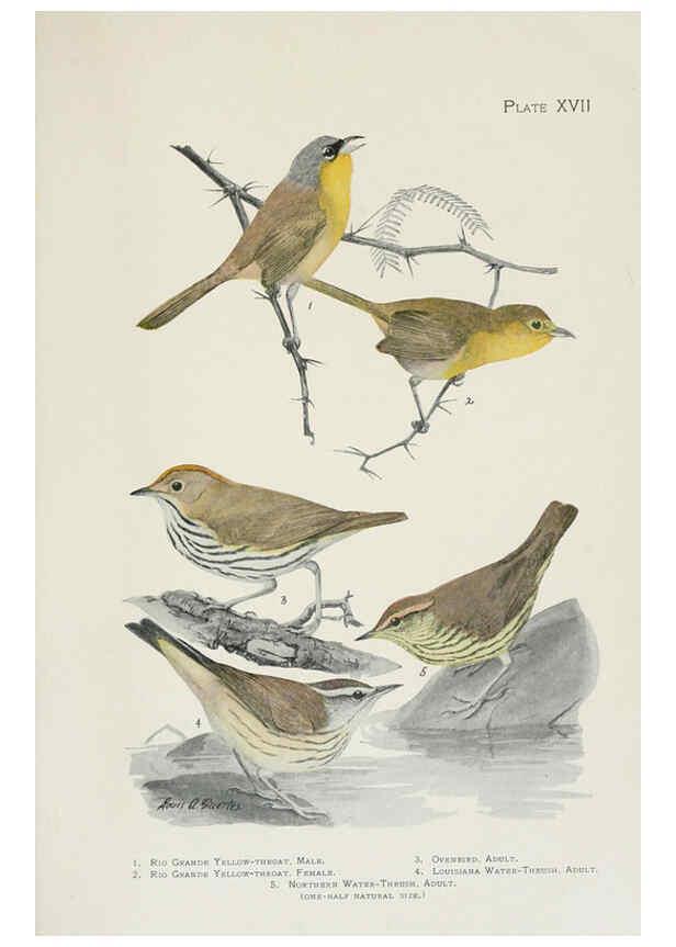 Reproducción/Reproduction 6308740831: The warblers of North America New York,D. Appleton & Company,1907