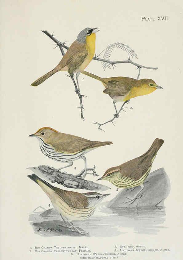 Reproducción/Reproduction 6308740831: The warblers of North America New York,D. Appleton & Company,1907