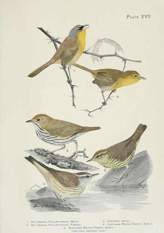 Reproducción/Reproduction 6308740831: The warblers of North America New York,D. Appleton & Company,1907