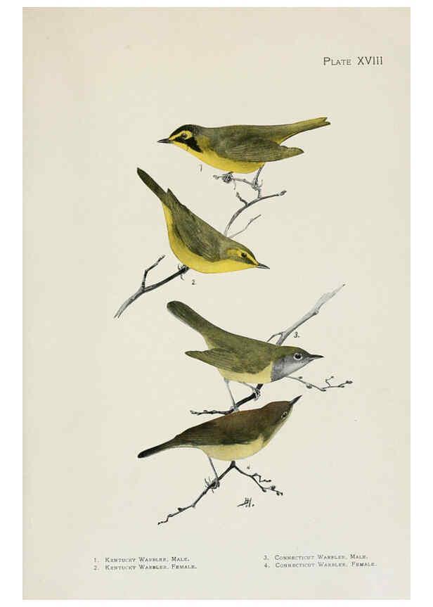 Reproducción/Reproduction 6308741021: The warblers of North America New York,D. Appleton & Company,1907