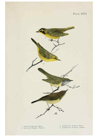 Reproducción/Reproduction 6308741021: The warblers of North America New York,D. Appleton & Company,1907