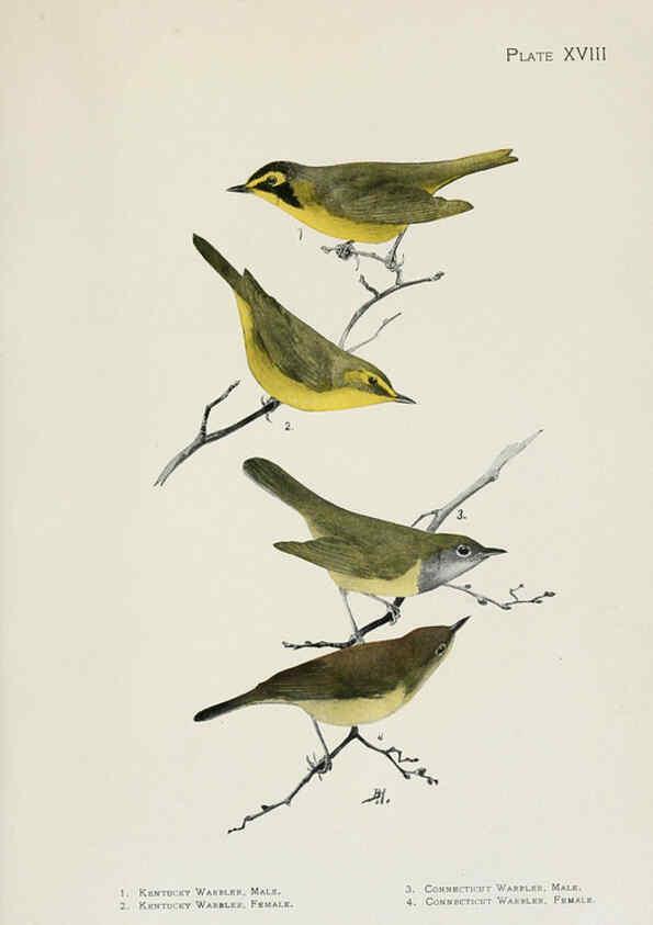 Reproducción/Reproduction 6308741021: The warblers of North America New York,D. Appleton & Company,1907