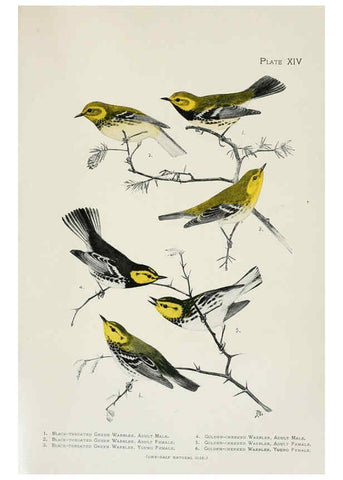 Reproducción/Reproduction 6309259474: The warblers of North America New York,D. Appleton & Company,1907