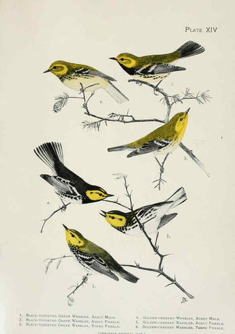 Reproducción/Reproduction 6309259474: The warblers of North America New York,D. Appleton & Company,1907
