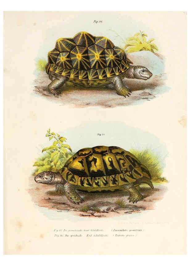 Reproducción/Reproduction 6309249069: Bilder-Atlas zur wissenschaftlich-populären Naturgeschichte der Wirbelthiere Wien :K.K. Hof-und Staatsdruckerei,1867