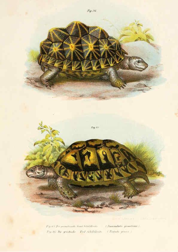 Reproducción/Reproduction 6309249069: Bilder-Atlas zur wissenschaftlich-populären Naturgeschichte der Wirbelthiere Wien :K.K. Hof-und Staatsdruckerei,1867