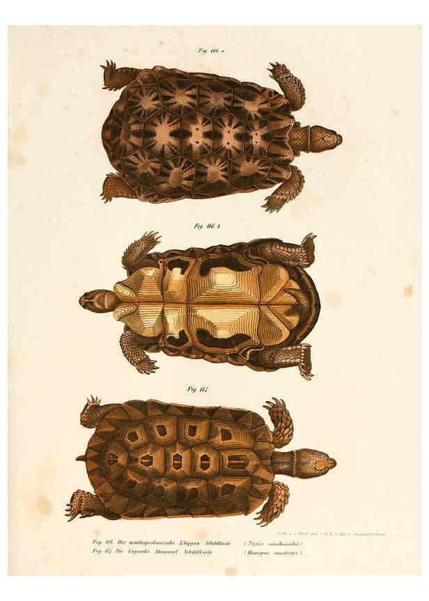 Reproducción/Reproduction 6309249335: Bilder-Atlas zur wissenschaftlich-populären Naturgeschichte der Wirbelthiere Wien :K.K. Hof-und Staatsdruckerei,1867