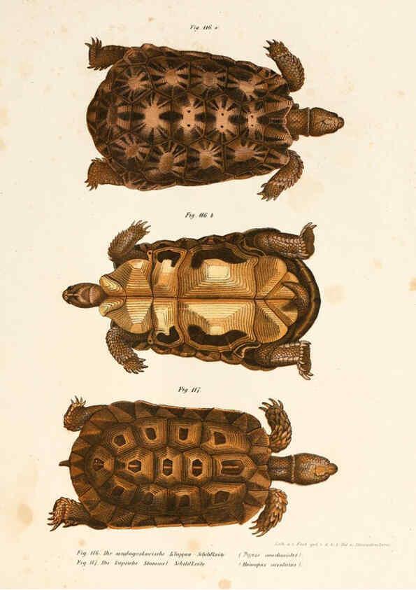 Reproducción/Reproduction 6309249335: Bilder-Atlas zur wissenschaftlich-populären Naturgeschichte der Wirbelthiere Wien :K.K. Hof-und Staatsdruckerei,1867