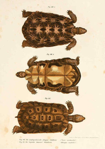 Reproducción/Reproduction 6309249335: Bilder-Atlas zur wissenschaftlich-populären Naturgeschichte der Wirbelthiere Wien :K.K. Hof-und Staatsdruckerei,1867