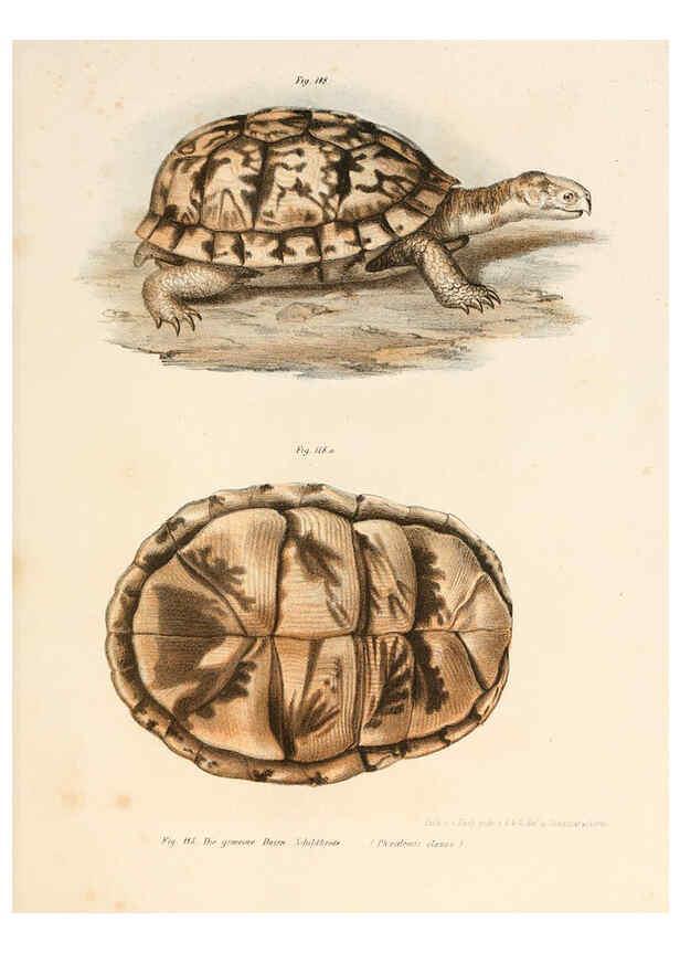 Reproducción/Reproduction 6309249497: Bilder-Atlas zur wissenschaftlich-populären Naturgeschichte der Wirbelthiere Wien :K.K. Hof-und Staatsdruckerei,1867