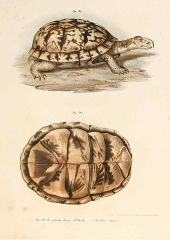 Reproducción/Reproduction 6309249497: Bilder-Atlas zur wissenschaftlich-populären Naturgeschichte der Wirbelthiere Wien :K.K. Hof-und Staatsdruckerei,1867