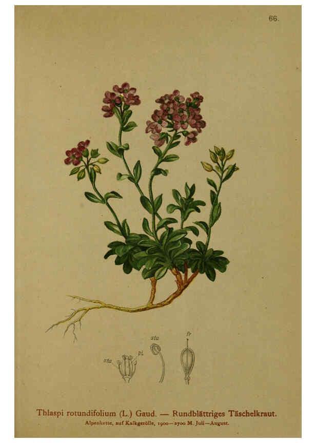 Reproducción/Reproduction 6312021576: Atlas der Alpenflora. v.1. Wien :Eigenthum und Verlag des Deutschen und Oesterr. Alpenvereins,1882