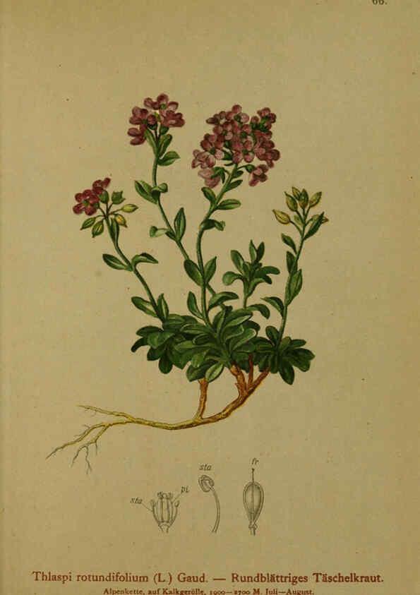 Reproducción/Reproduction 6312021576: Atlas der Alpenflora. v.1. Wien :Eigenthum und Verlag des Deutschen und Oesterr. Alpenvereins,1882