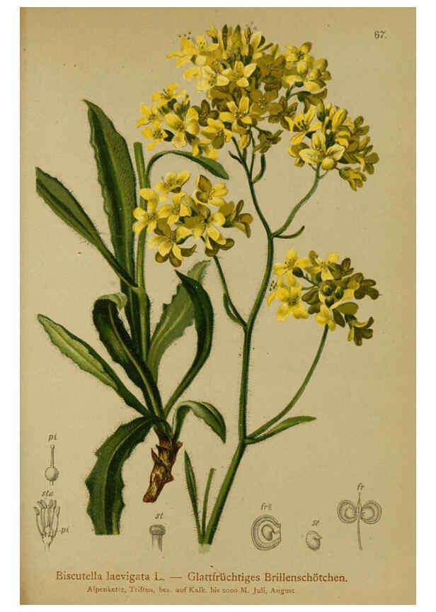 Reproducción/Reproduction 6312021696: Atlas der Alpenflora. v.1. Wien :Eigenthum und Verlag des Deutschen und Oesterr. Alpenvereins,1882