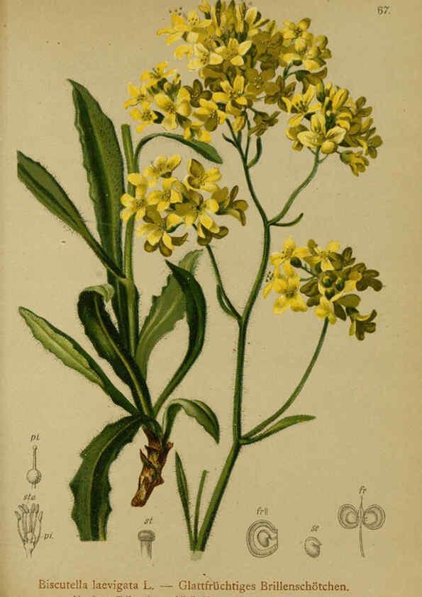 Reproducción/Reproduction 6312021696: Atlas der Alpenflora. v.1. Wien :Eigenthum und Verlag des Deutschen und Oesterr. Alpenvereins,1882