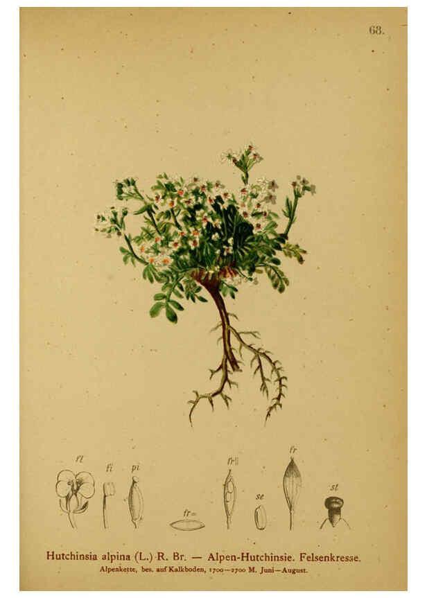 Reproducción/Reproduction 6311501867: Atlas der Alpenflora. v.1. Wien :Eigenthum und Verlag des Deutschen und Oesterr. Alpenvereins,1882