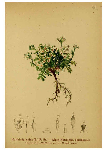 Reproducción/Reproduction 6311501867: Atlas der Alpenflora. v.1. Wien :Eigenthum und Verlag des Deutschen und Oesterr. Alpenvereins,1882