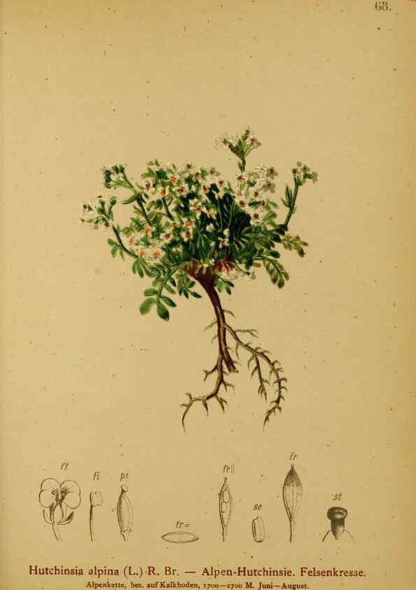 Reproducción/Reproduction 6311501867: Atlas der Alpenflora. v.1. Wien :Eigenthum und Verlag des Deutschen und Oesterr. Alpenvereins,1882