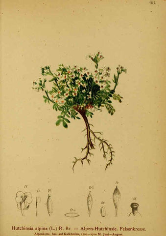 Reproducción/Reproduction 6311501867: Atlas der Alpenflora. v.1. Wien :Eigenthum und Verlag des Deutschen und Oesterr. Alpenvereins,1882