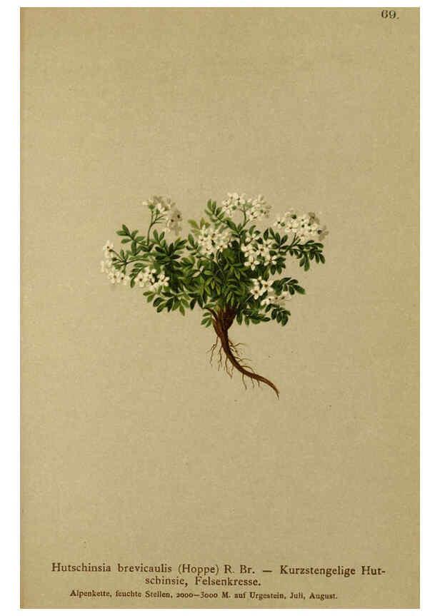 Reproducción/Reproduction 6311501991: Atlas der Alpenflora. v.1. Wien :Eigenthum und Verlag des Deutschen und Oesterr. Alpenvereins,1882