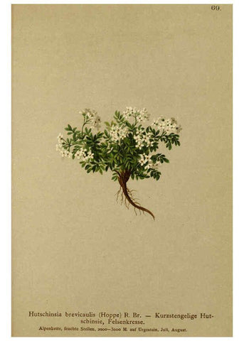 Reproducción/Reproduction 6311501991: Atlas der Alpenflora. v.1. Wien :Eigenthum und Verlag des Deutschen und Oesterr. Alpenvereins,1882