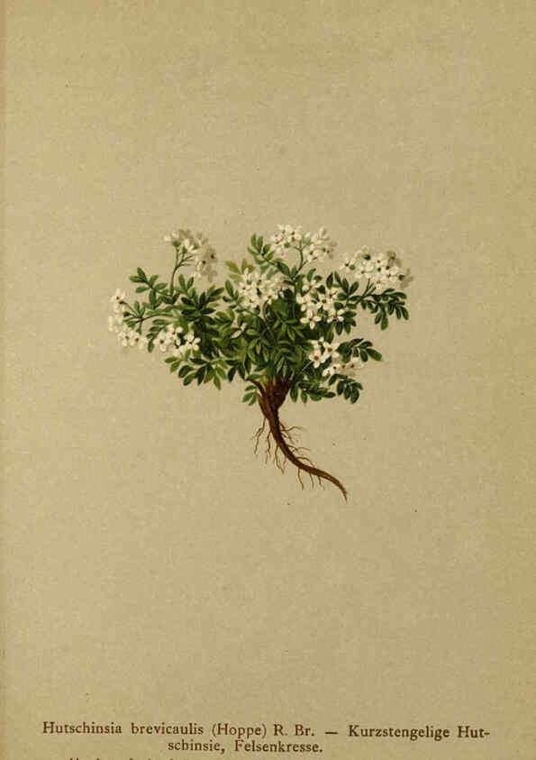Reproducción/Reproduction 6311501991: Atlas der Alpenflora. v.1. Wien :Eigenthum und Verlag des Deutschen und Oesterr. Alpenvereins,1882