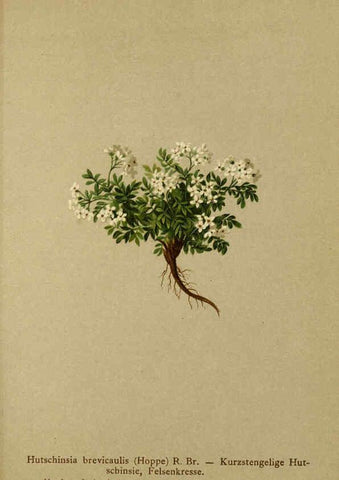 Reproducción/Reproduction 6311501991: Atlas der Alpenflora. v.1. Wien :Eigenthum und Verlag des Deutschen und Oesterr. Alpenvereins,1882
