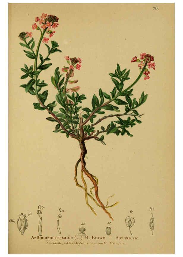 Reproducción/Reproduction 6311502133: Atlas der Alpenflora. v.1. Wien :Eigenthum und Verlag des Deutschen und Oesterr. Alpenvereins,1882