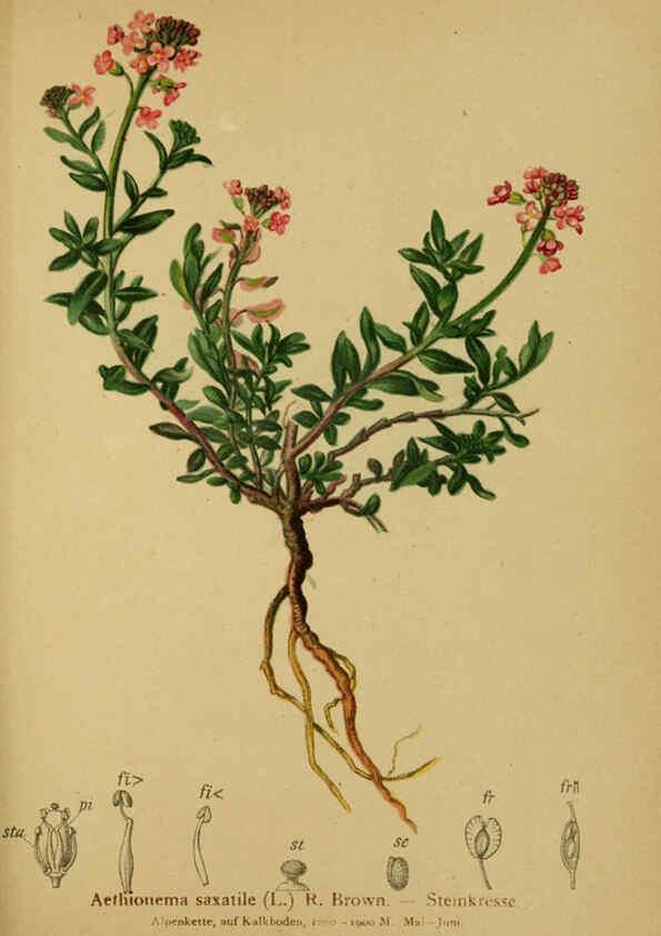 Reproducción/Reproduction 6311502133: Atlas der Alpenflora. v.1. Wien :Eigenthum und Verlag des Deutschen und Oesterr. Alpenvereins,1882