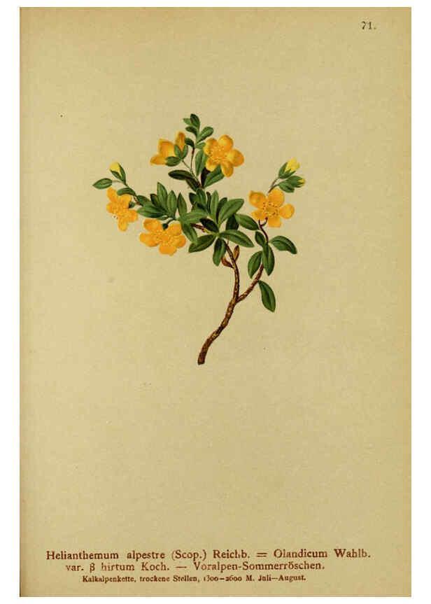 Reproducción/Reproduction 6311502259: Atlas der Alpenflora. v.1. Wien :Eigenthum und Verlag des Deutschen und Oesterr. Alpenvereins,1882