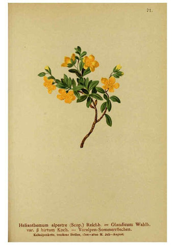 Reproducción/Reproduction 6311502259: Atlas der Alpenflora. v.1. Wien :Eigenthum und Verlag des Deutschen und Oesterr. Alpenvereins,1882