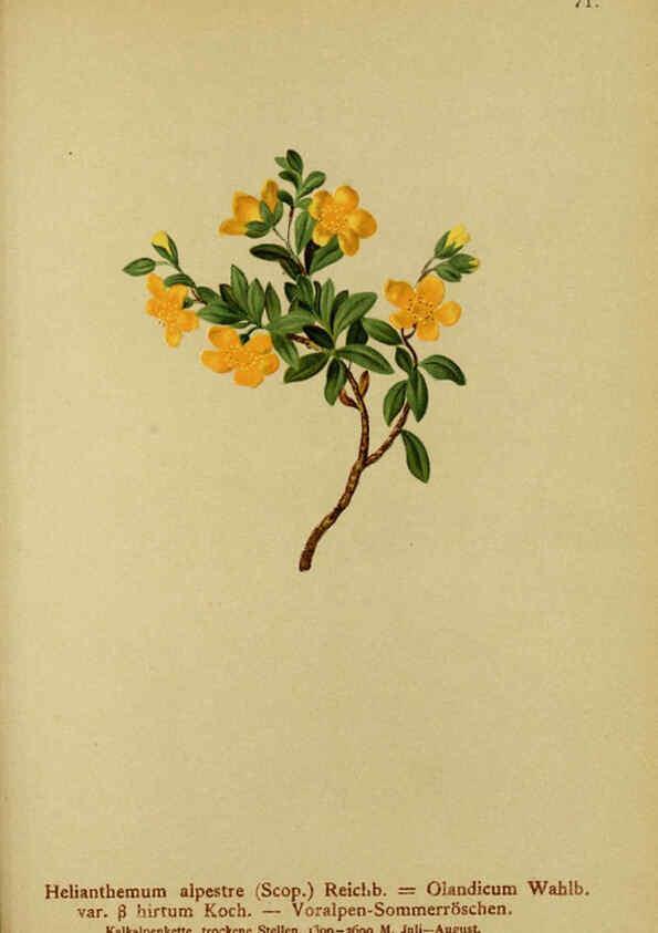 Reproducción/Reproduction 6311502259: Atlas der Alpenflora. v.1. Wien :Eigenthum und Verlag des Deutschen und Oesterr. Alpenvereins,1882