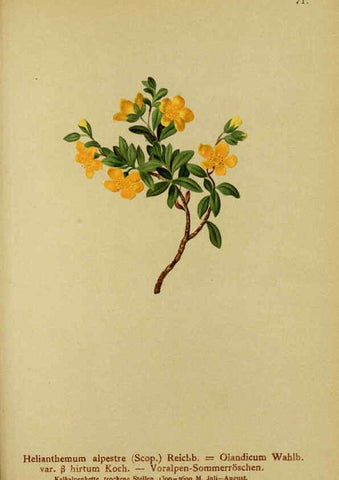 Reproducción/Reproduction 6311502259: Atlas der Alpenflora. v.1. Wien :Eigenthum und Verlag des Deutschen und Oesterr. Alpenvereins,1882