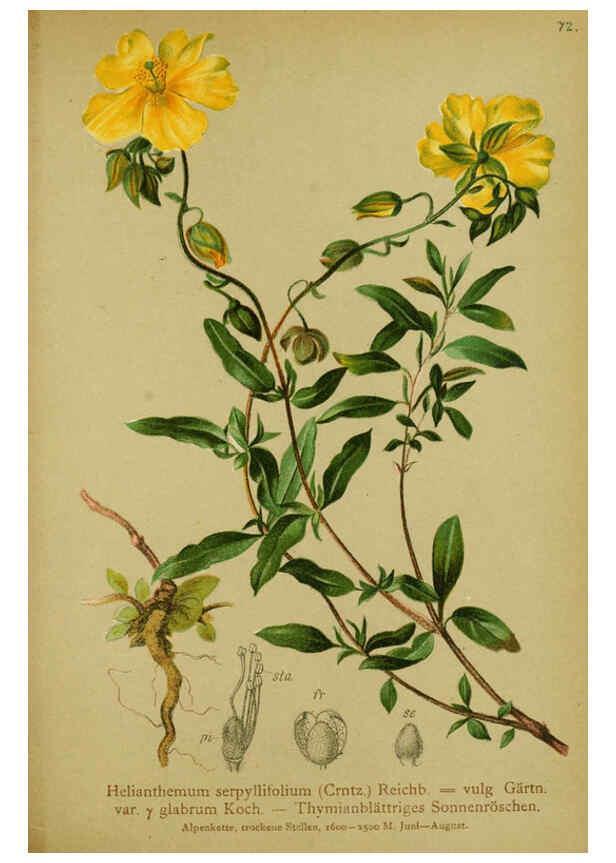 Reproducción/Reproduction 6312022330: Atlas der Alpenflora. v.1. Wien :Eigenthum und Verlag des Deutschen und Oesterr. Alpenvereins,1882