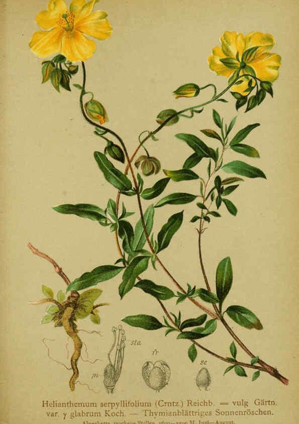 Reproducción/Reproduction 6312022330: Atlas der Alpenflora. v.1. Wien :Eigenthum und Verlag des Deutschen und Oesterr. Alpenvereins,1882