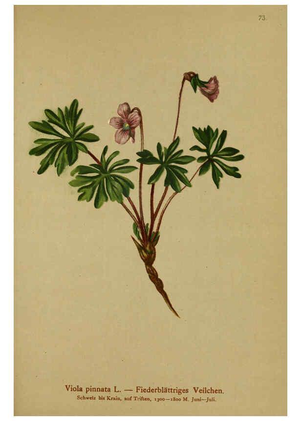 Reproducción/Reproduction 6312022458: Atlas der Alpenflora. v.1. Wien :Eigenthum und Verlag des Deutschen und Oesterr. Alpenvereins,1882
