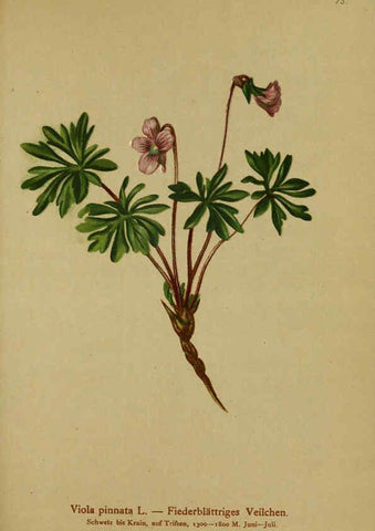 Reproducción/Reproduction 6312022458: Atlas der Alpenflora. v.1. Wien :Eigenthum und Verlag des Deutschen und Oesterr. Alpenvereins,1882
